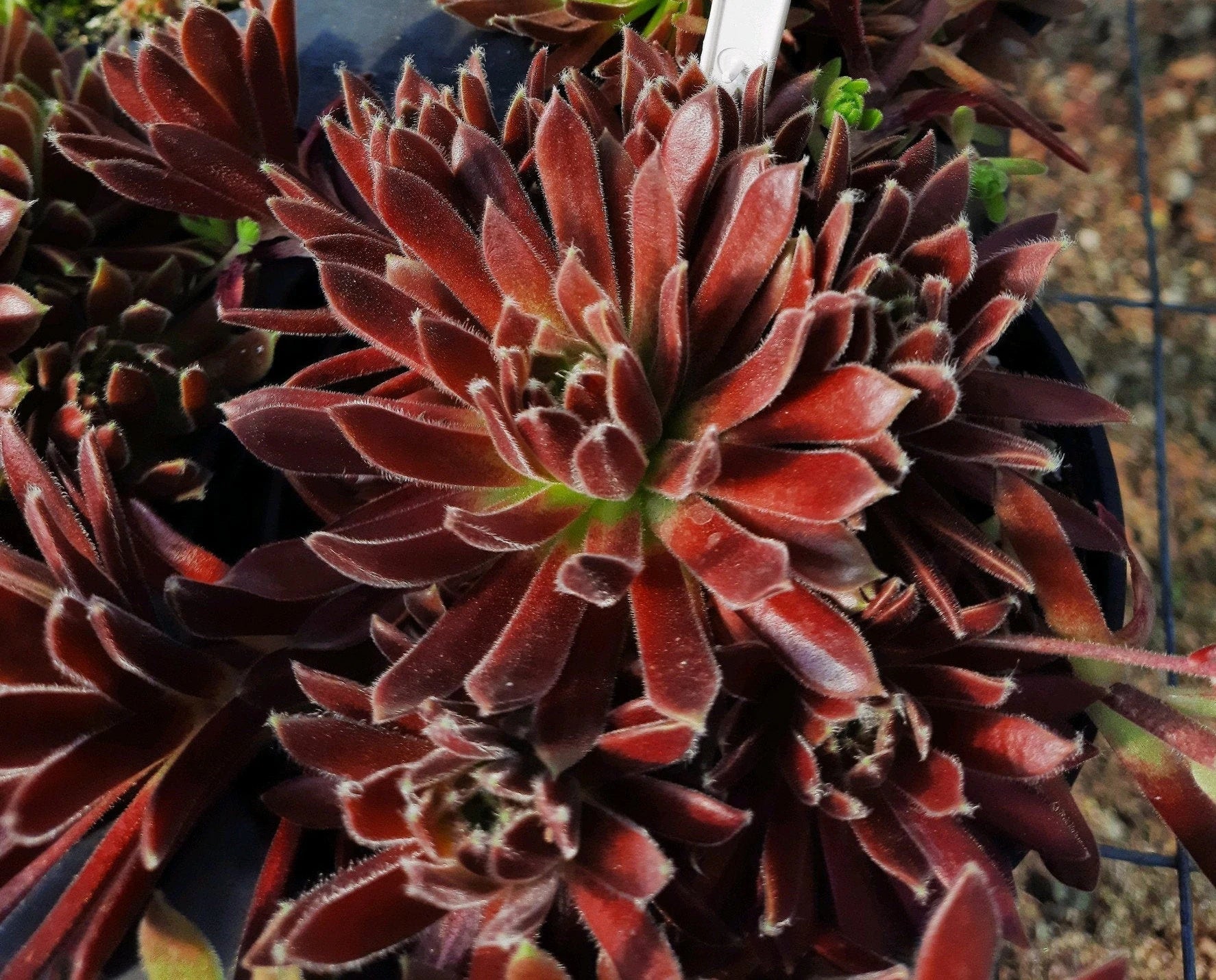 succulent fair Live Succulent Sempervivum State Fair Hens and Chicks 4 inch Pot – Petal Pushers Nursery