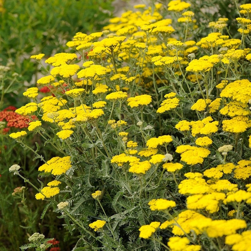 Yarrow 'Little Moonshine' Achillea, 4" Pot Live Plant