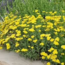 Yarrow 'Little Moonshine' Achillea, 4" Pot Live Plant