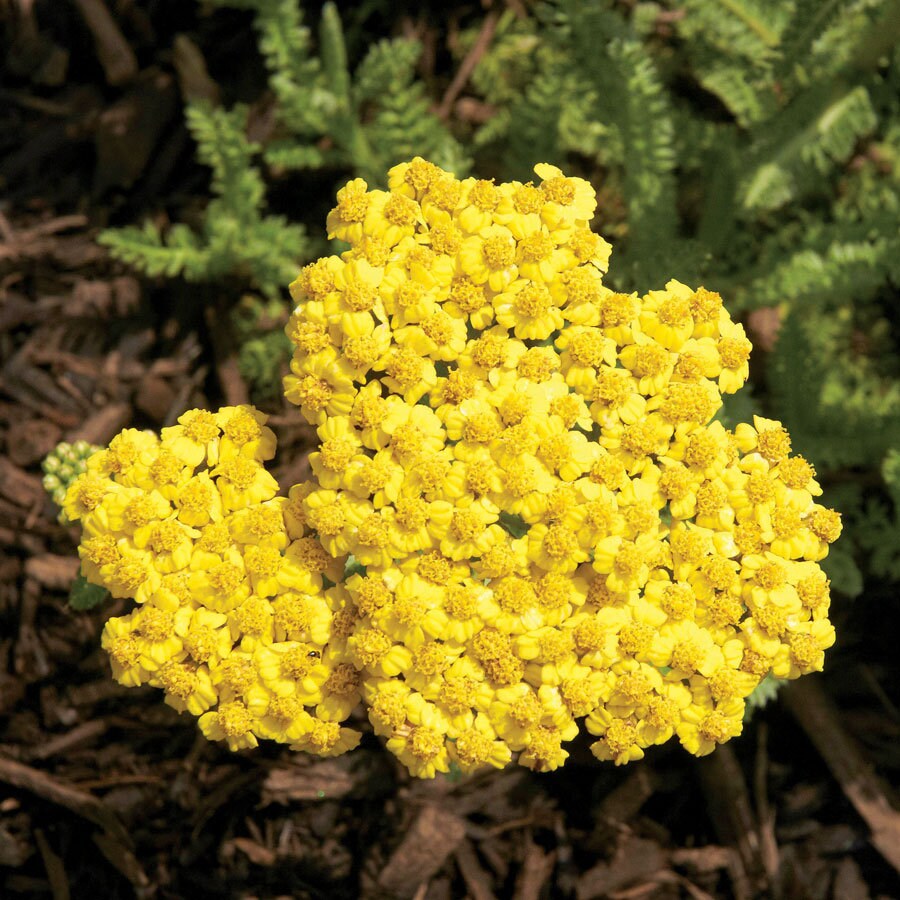 Yarrow 'Little Moonshine' Achillea, 4" Pot Live Plant