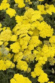 Yarrow 'Little Moonshine' Achillea, 4" Pot Live Plant