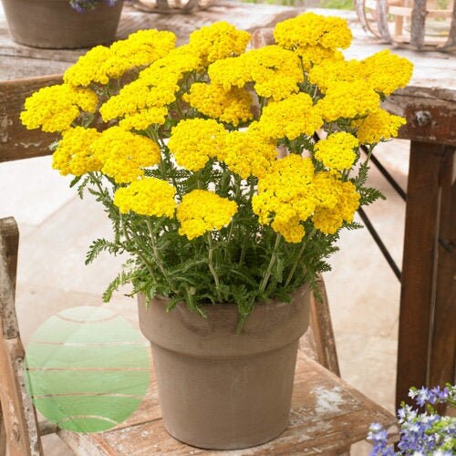 Yarrow 'Little Moonshine' Achillea, 4" Pot Live Plant