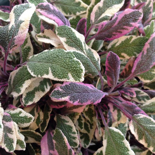 Tricolor Sage - Salvia Officinalis - Edible Herb Plant - 4 inch pot