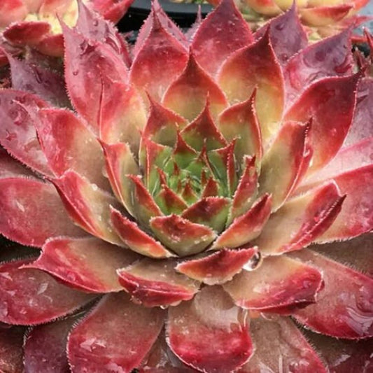 Chick Charms Butterscotch Baby Sempervivum 4 Inch Pot