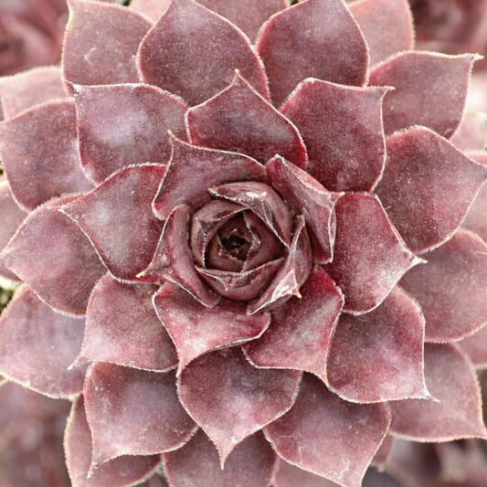 Grape Galaxy Sempervivum Succulent by Chick Charms™ - 4" pot
