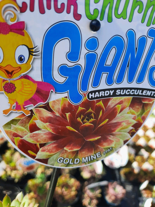 Gold Mine Giant Succulent - Hens & Chicks Houseleek Sempervivum Plant by Chick Charms® Giants Collection - 6 inch pot