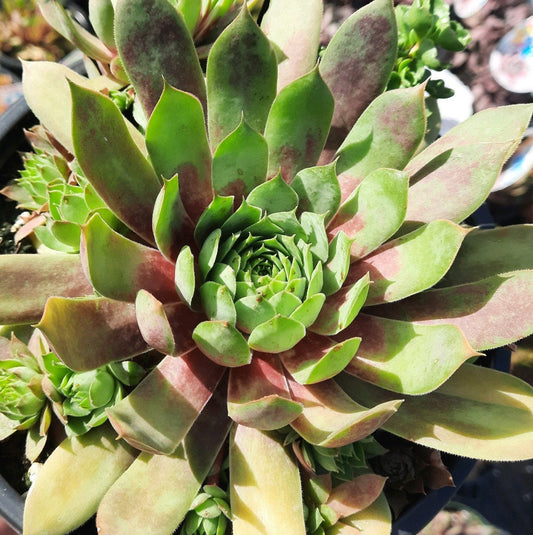 Gold Mine Giant Succulent - Hens & Chicks Houseleek Sempervivum Plant by Chick Charms® Giants Collection - 4 inch pot