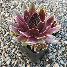Cold Hardy Succulents 10-Pack Assorted Hens & Chicks – 4 Inch Pots