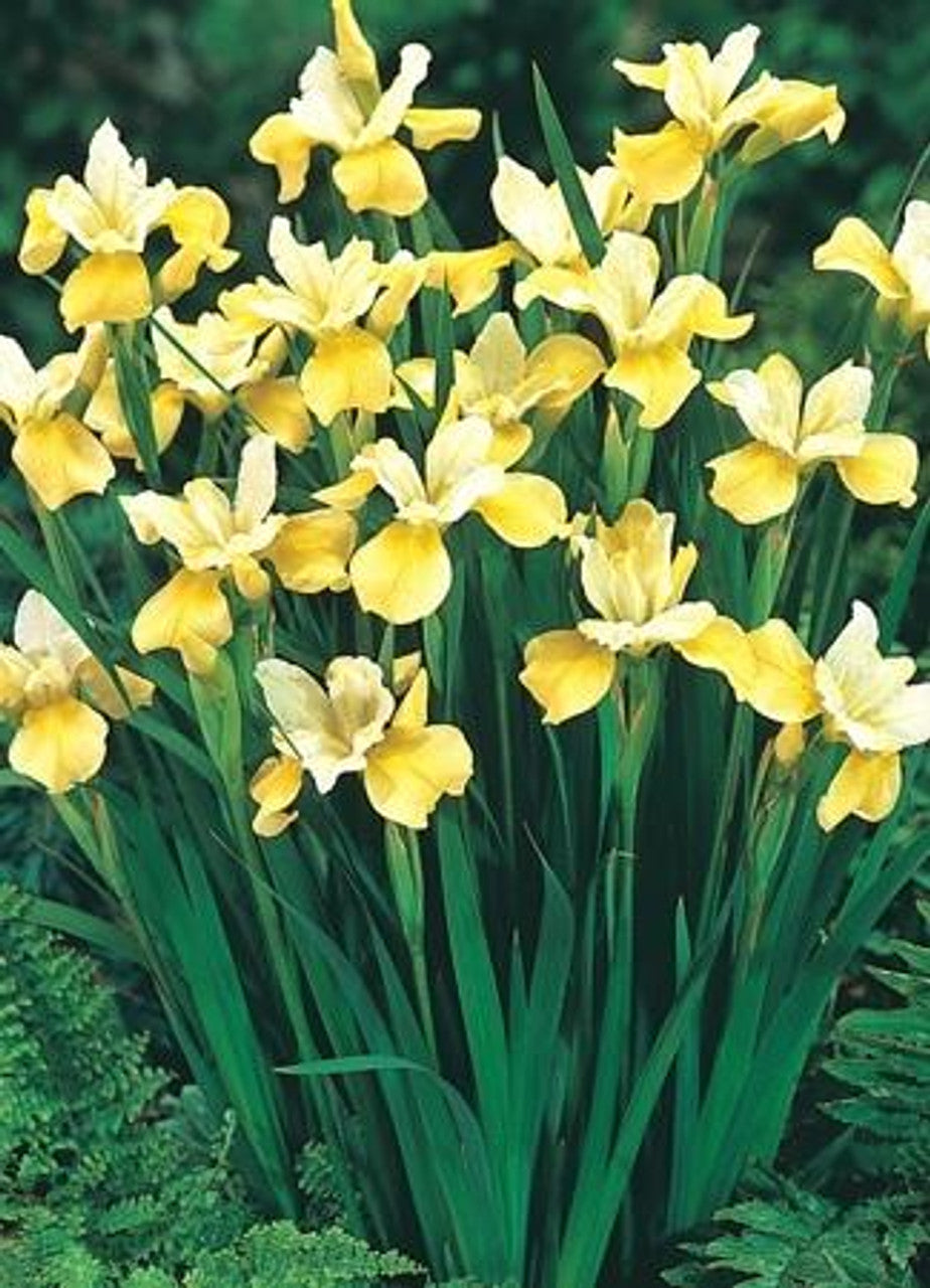 Siberian Iris 'Butter & Sugar', 1 Gallon Pot Live Plant