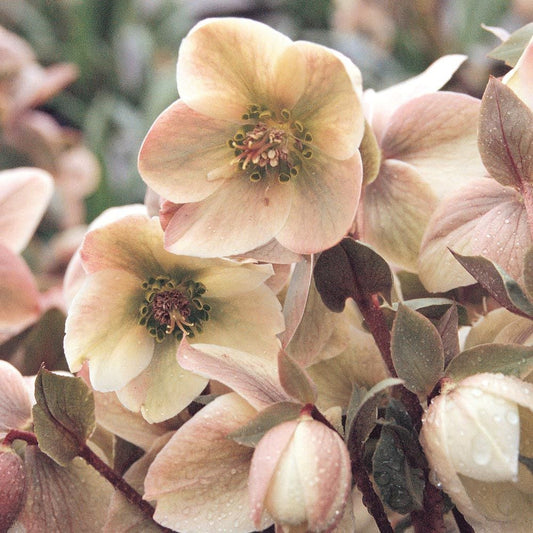 Helleborus ‘Ivory Prince’ – Lenten Rose
