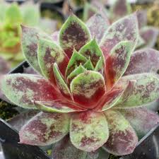 Sempervivum ‘Camelot’ – Hardy Hens & Chicks