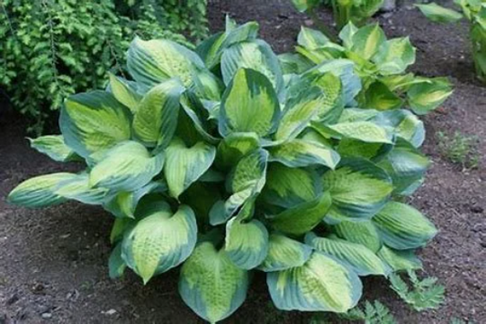 Hosta Undulata Mediovariegata - Wavy Plantain Lily Plant - 6 inch pot