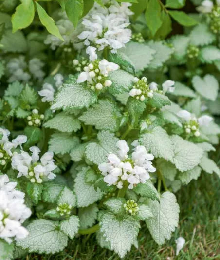 Lamium 'White Nancy' Dead Nettle, 4" Pot Live Plant