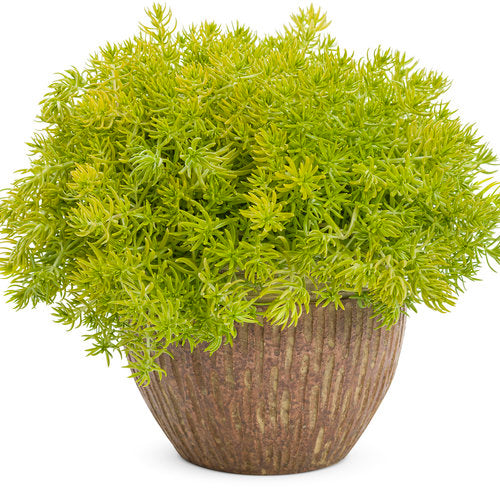 Lemon Coral® Stonecrop Sedum Succulent Plant -1 Quart Pot