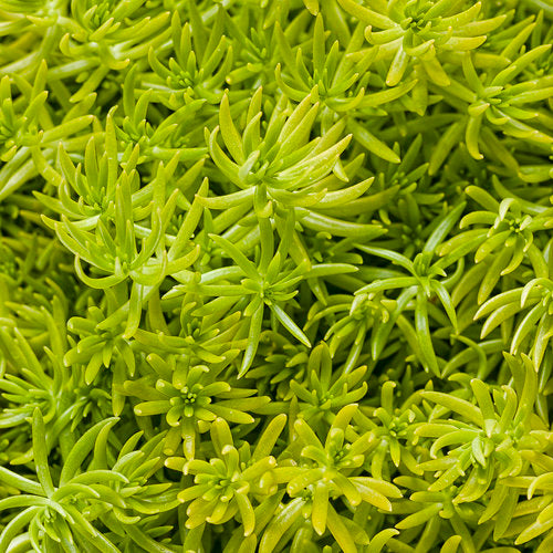 Lemon Coral Succulent - Stonecrop Sedum Mexicanum Succulent Plant - - 1 quart pot