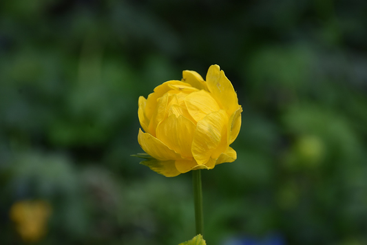 Lemon Queen Yellow Globe Flower - Trollius x cultorum Plant - 1 gallon pot