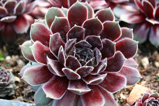 Sempervivum 'Leneca' Chicks & Hens, 4" Pot Live Plant