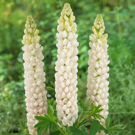Polar Princess Lupine - Lupinus Polyphyllus Plant by Westcountry™ - 2 gallon pot