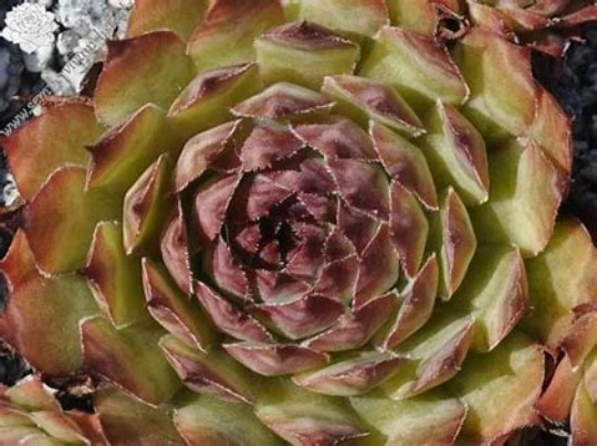 Mauna Kea Succulent - Hens and Chicks Sempervivum Plant - 4 inch pot