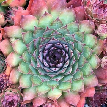 Mauna Kea Succulent - Hens and Chicks Sempervivum Plant - 4 inch pot