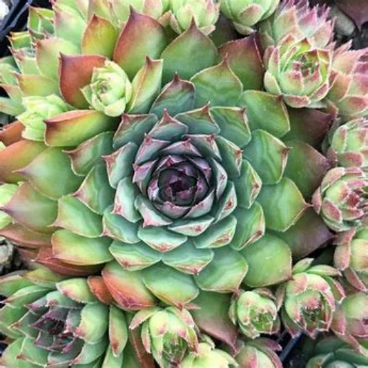 Mauna Kea Succulent - Hens and Chicks Sempervivum Plant - 4 inch pot
