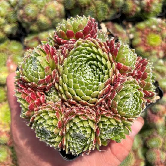 Mike Sempervivum Hens & Chicks Succulent - 4" pot
