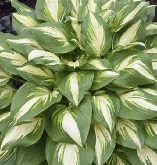 Miss America Hosta Plant from Shadowland® Collection by Proven Winner™ - 1 gallon pot