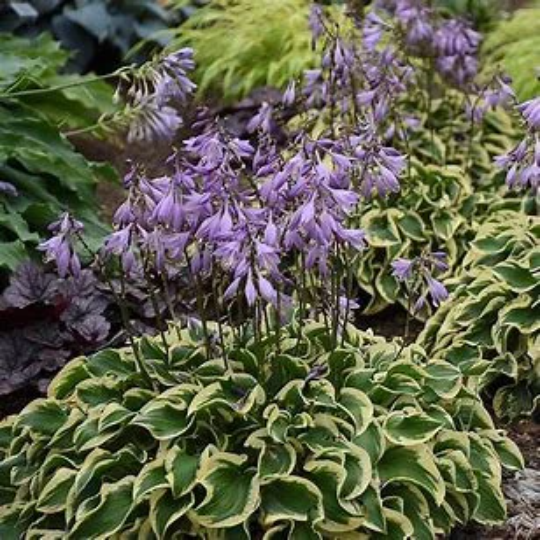 Miss America Hosta Plant from Shadowland® Collection by Proven Winner™ - 1 gallon pot