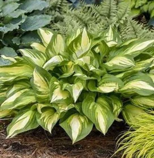 Miss America Hosta Plant from Shadowland® Collection by Proven Winner™ - 1 gallon pot