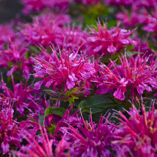 Pardon My Purple Bee Balm Monarda Plant by Proven Winners™ - 1 gallon pot