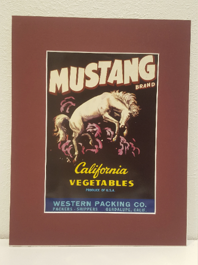 Vintage Mustang Horse Picture
