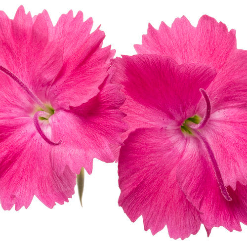 Paint The Town Magenta Dianthus Plant by Proven Winners™ - 1 gallon pot
