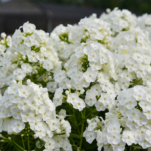 Backlight Garden Phlox Plant from the Luminary® Collection by Proven Winners™ - 1.5 gallon pot