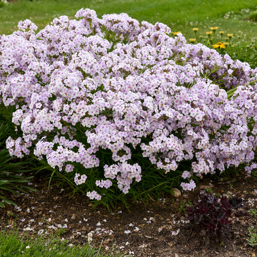 Opening Act Pink-a-Dot Garden Phlox Plant by Proven Winners™ - 1.5 gallon pot
