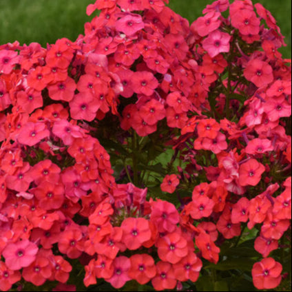 Sunset Coral Garden Phlox Plant from the Luminary® Collection by Proven Winners™ - 1.5 gallon pot