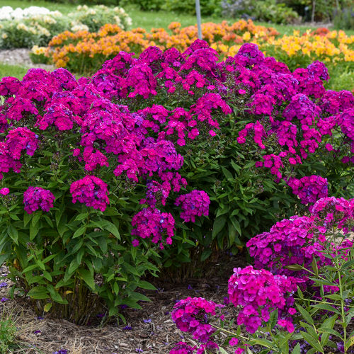 Ultraviolet Garden Phlox Plant from the Luminary® Collection by Proven Winners™ - 1.5 gallon pot