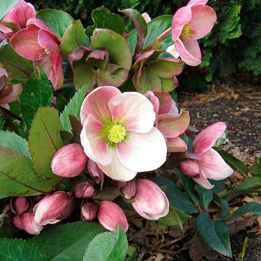 Helleborus ‘Pink Frost HGC’ – Lenten Rose