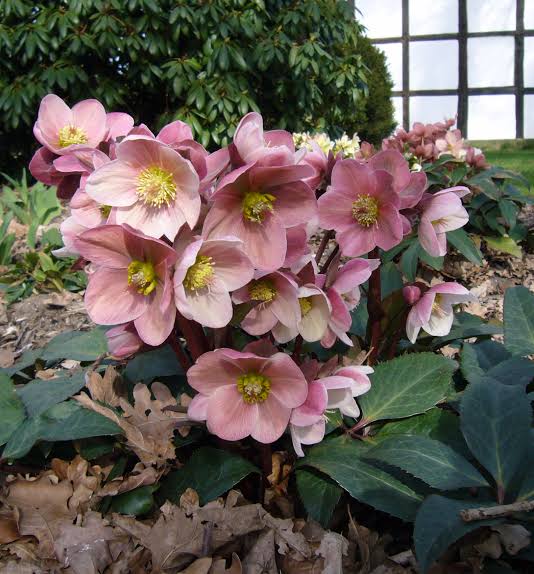 Helleborus ‘Pink Frost HGC’ – Lenten Rose
