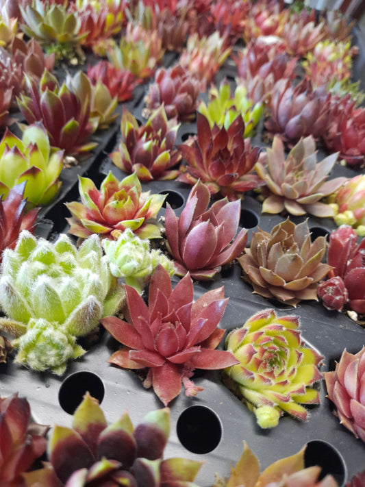 36 Assorted Mini Succulent Plants (3 Dozen) - Hand Selected Live Succulents