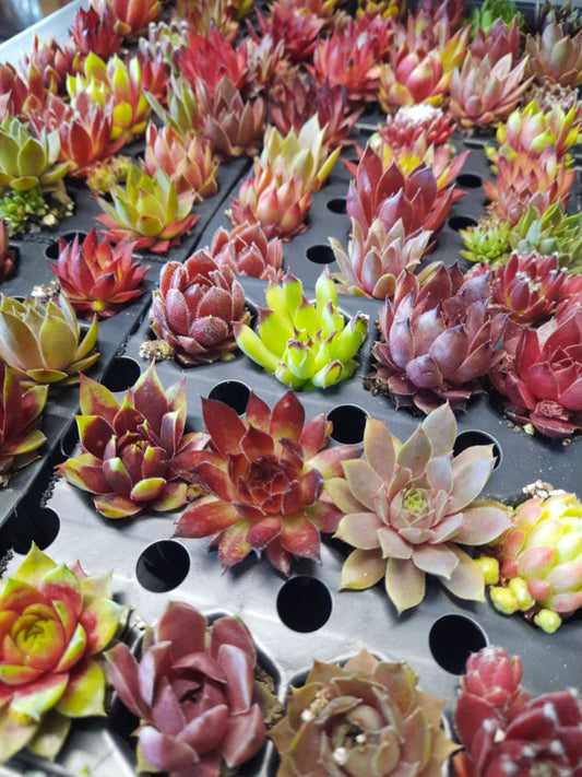 24 Hens & Chicks Succulent Plugs (Sempervivum) – Cold Hardy, Colorful & Ready to Plant | 2 Dozen for $35