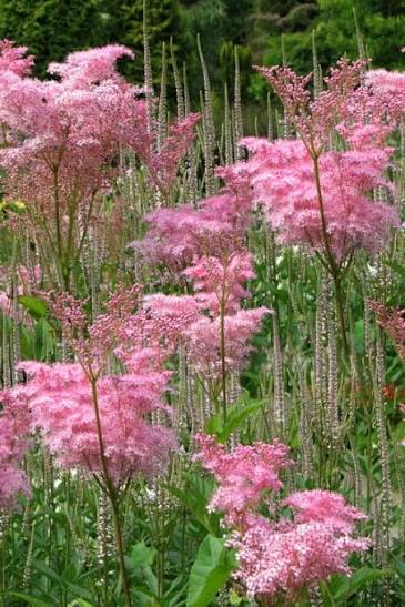 Filipendula rubra 'Venusta' (Queen of the Prairie) - Quart