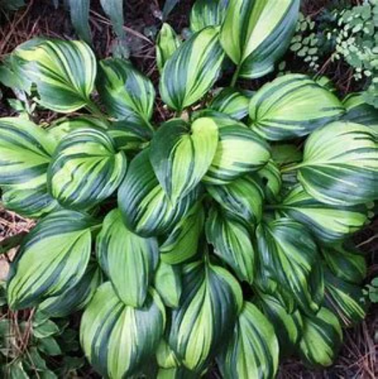 Rainbow's End Variegated Hybrid Hosta Plant - 1 gallon pot