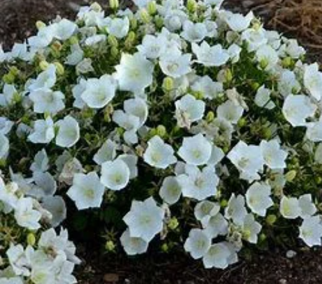 Rapido White Bellflower - Carpathian Campanula Flowering Plant - 4" pot