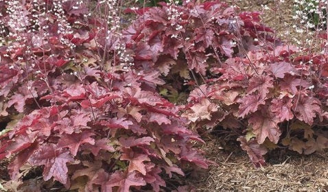 Red Rover Rose Red Rover Foamflower - Heucherella Plant by Proven Winners™ - 1 quart ...