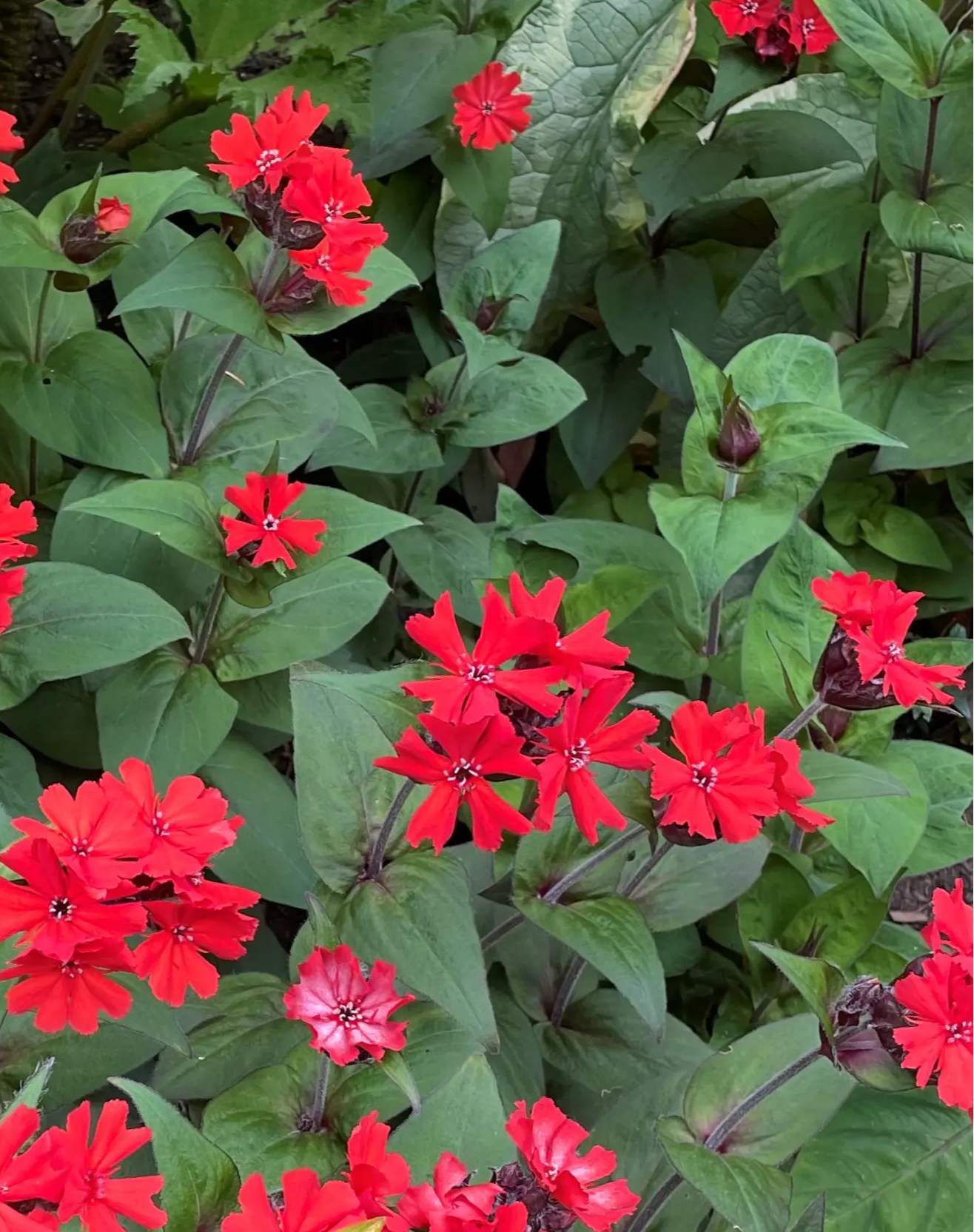 Red Leaf Bronze Lychnis Flowering Plant - 1 quart pot