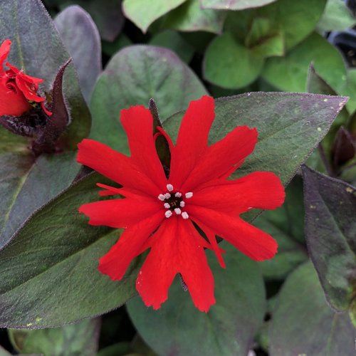Red Leaf Bronze Lychnis Flowering Plant - 1 quart pot
