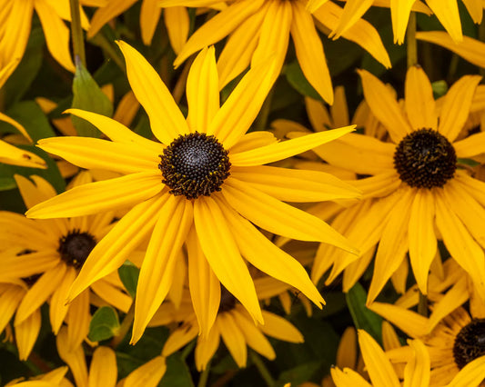 Goldsturm Black-Eyed Susan - Rudbeckia Plant - 1 quart pot