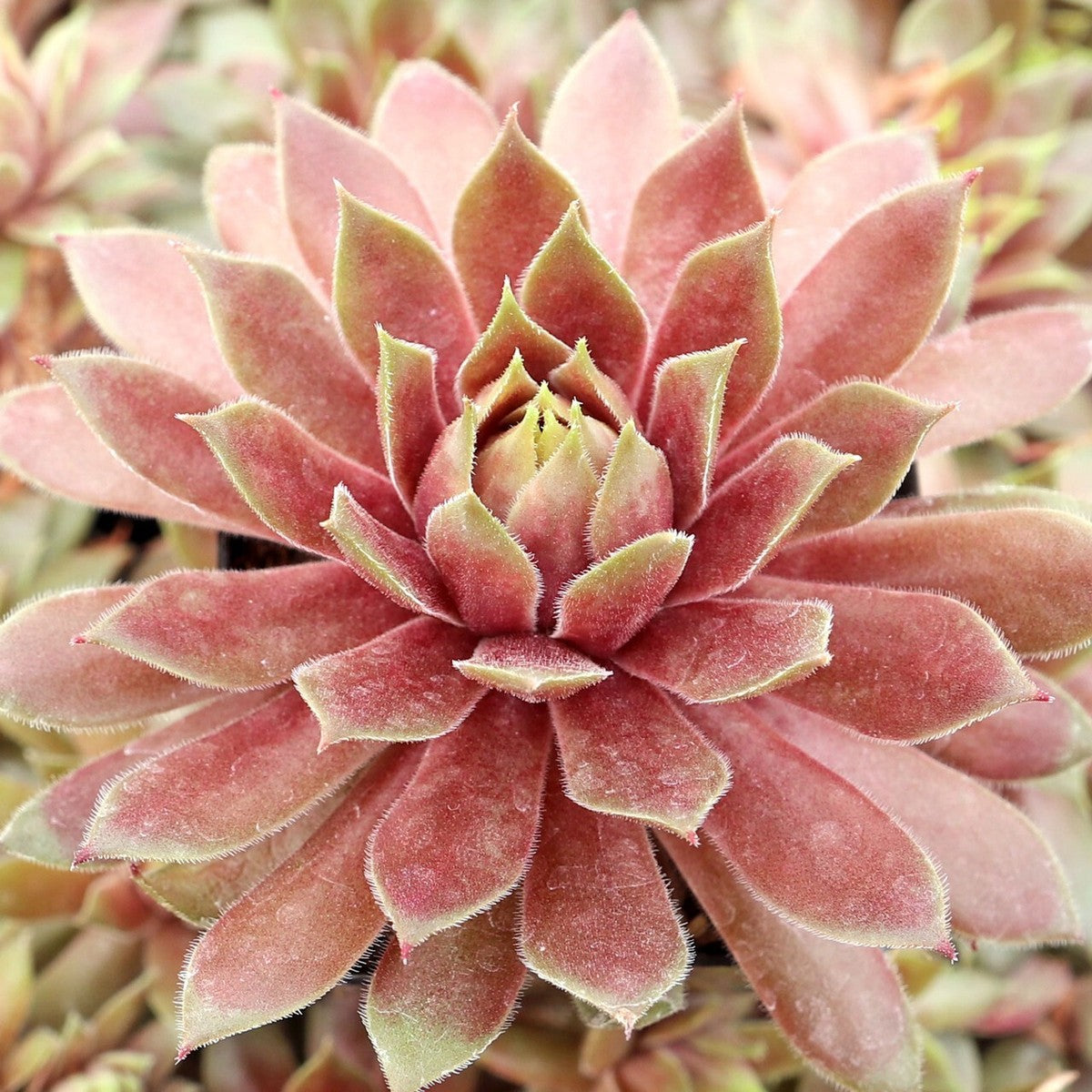 Cold Hardy Succulents 6-Pack Assorted Hen and Chicks plants (Growers Choice) - 4" pots