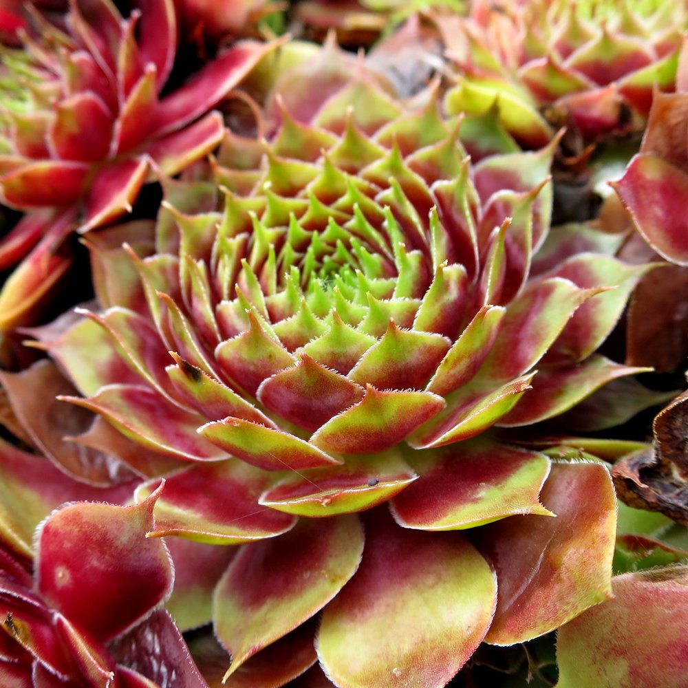 Sempervivum 'Commander Hay' Hens & Chicks, 4" Pot Live Plant