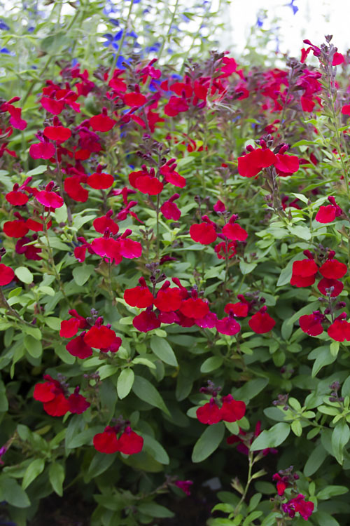 Cherry Red Sage (Salvia greggii 'Mirage™') – Live Plant – 1 Qt Pot